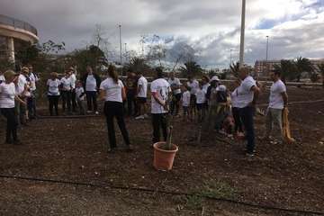 Plantación en la urbanización Costa Jardín (Foto TA)
